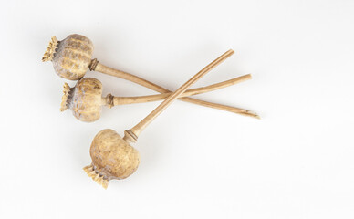 dried poppy heads on white