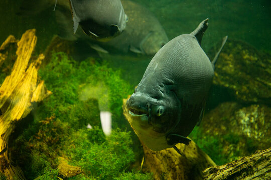 Pacu Fish In Aquarium