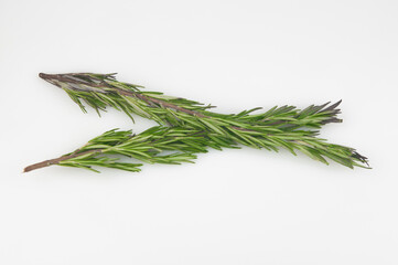 branch garden rosemary on white background with copy space
