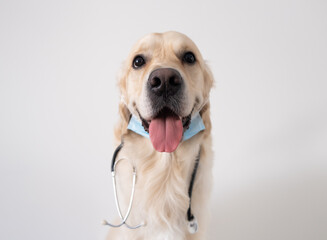 A dog in a medical mask with a stethoscope sits on a white background. Golden Retriever in a doctor's suit. Coronavirus and animals