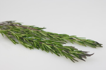 branch garden rosemary on white background with copy space