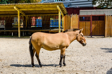 Przewalski wild horse (Equus przewalskii or Equus ferus przewalskii) or mongolian wild horse in a...