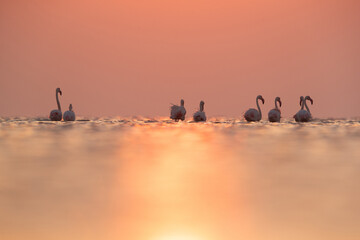 Greater Flamingos wading during sunrise at Asker coast of Bahrain
