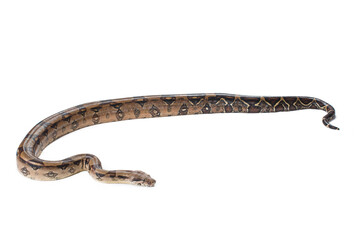 Brown boa constrictor on white background