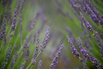 Purple lavender flowers among the blurred dreamy lavender field background