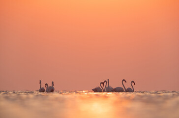 Greater Flamingos in the morning hours with dramatic hue of light at Asker coast, Bahrain