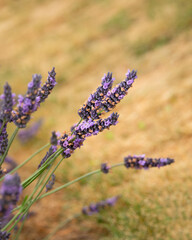 Obraz premium Purple lavender flowers among the blurred dry grass background. Vertical format.