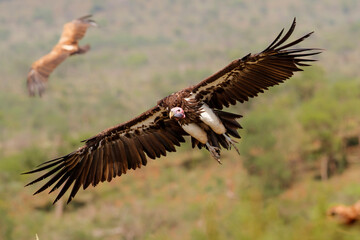 Lappet faced vulture flying before landing in Zimanga Game Reserve in Kwa Zulu Natal in South Africa