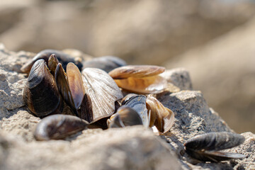 mussels on the beach