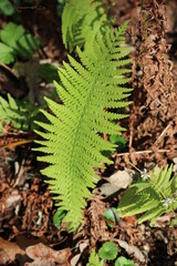 Green Fern Leaves Plant