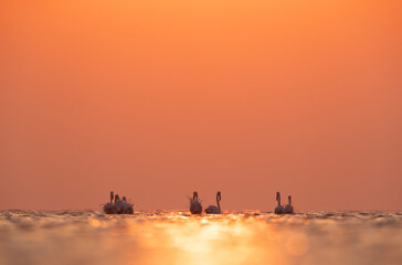 Fototapeta na wymiar Greater Flamingos and dramtic hue in the morning at Asker coast of Bahrain
