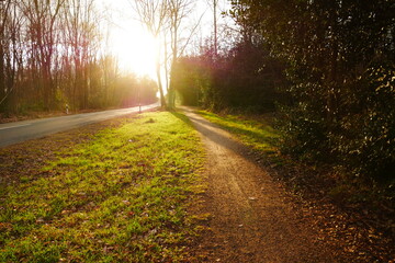 Obraz premium Hiking trail next to a road through the forest at sunset