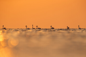 Greater Flamingos wading in the morning hours with dramatic bokeh of light on water, Asker coast, Bahrain