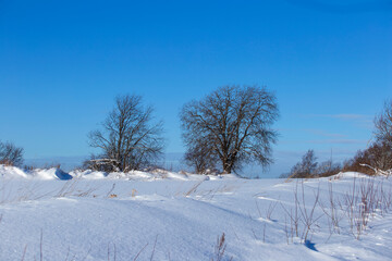two trees on a winter background