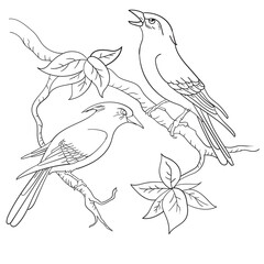 Print birds and flower coloring page