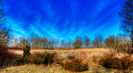 Wetland in Ontario