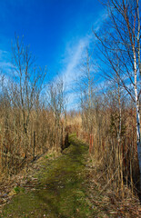 a trail through the wetland