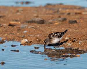 White-rumped Sandpiper