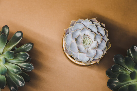 Top Down Of Succulent Plants In A Pot On A Clean Brown Background