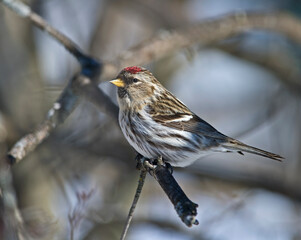 Common Redpoll