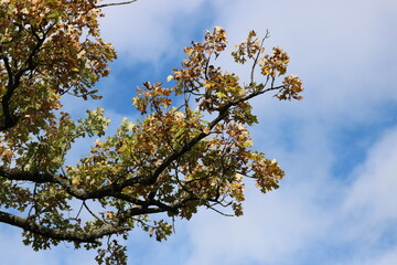 Tree Branch with Leaves