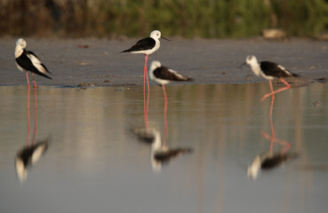 Black-winged Stilts with reflection on water, Asker Marsh , Bahrain
