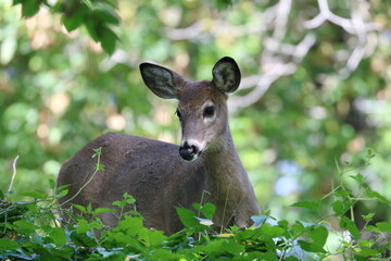 Fototapeta premium White-tailed Deer