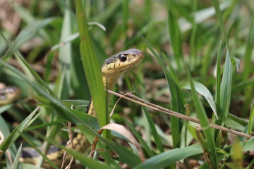 Garter Snake in the Grass