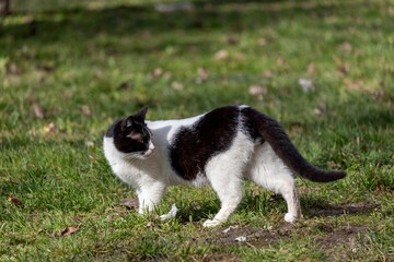 Naklejka na ściany i meble Black and white street cat stands on green grass and looks back