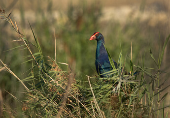 Grey-headed Swamphen in its habitat at Asker Marsh, Bahrain