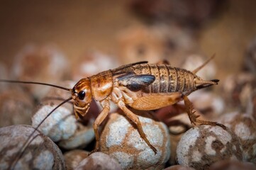 Side view of Cricket.