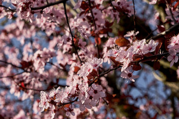 Blossoming cherry plum pink flowers
