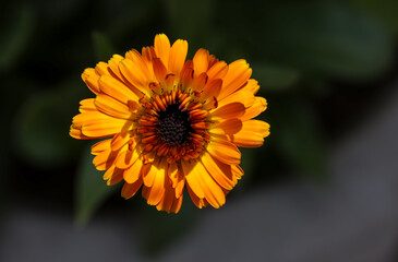 Summer background with Marigold flowers in sunlight. Beautiful nature scene with blooming calendula officinalis in Summertime.