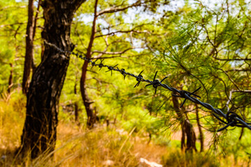 Fototapeta na wymiar Closeup of barbed wire in a forest