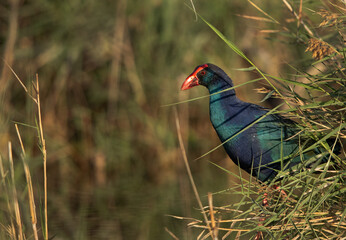 Grey-headed Swamphen behind the grass at Asker Marsh, Bahrain