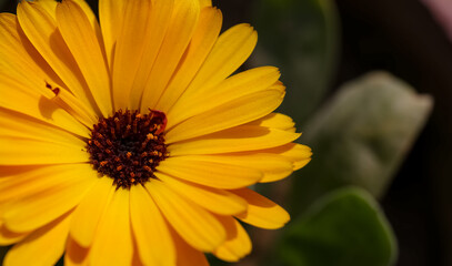 Summer background with Marigold flowers in sunlight. Beautiful nature scene with blooming calendula officinalis in Summertime.