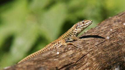 Fototapeta premium european lizard