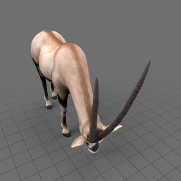 Oryx grazing
