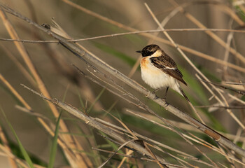 Siberian stonechat perched on reed at Asker marsh, Bahrain