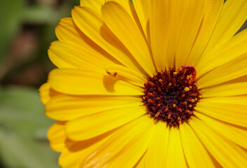 Summer background with Marigold flowers in sunlight. Beautiful nature scene with blooming calendula officinalis in Summertime.