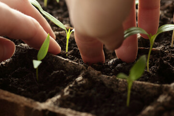 Hands planting of seedlings of sweet pepper on windowsill in the spring, rows of plants in cardboard peat pots, closeup, copy space, vertical, eco agriculture, house planting concept