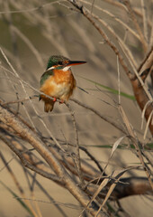 Common Kingfisher perched on twig at Asker marsh, Bahrain