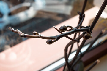 Orchidea indoors, at a window, growing new flowers