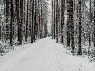 Road Among Snow Covered Trees In The Winter Forest. Landscape. Beautiful Winter Morning In A Snow Covered Pine Fore. January in a dense forest seasonal view. Image for wallpaper