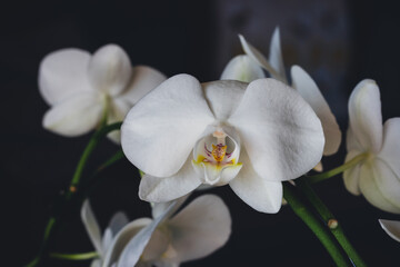 Naklejka na ściany i meble white Orchidea bloom on a dark background