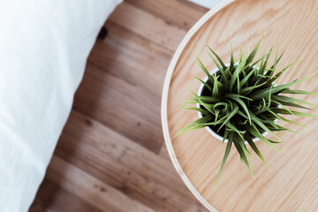 view from above on potted plant on wooden table