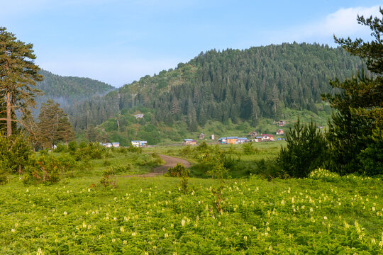 Karadeniz b&ouml;lgesinde Bartin ilinde yaylalar, otlar, hayvanlar.