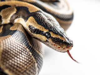 Ball python