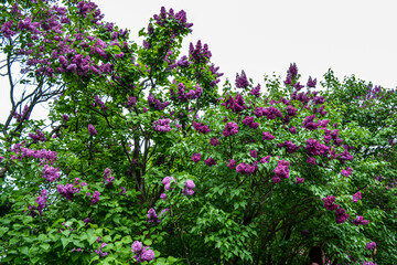 Blossom of lilac flowers in Kyiv, Ukraine on May, rainy weather