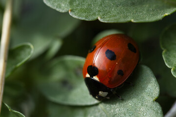 Close-up of a ladybug on a green leaf of a viola flower with selective focus against a blurred nature background.